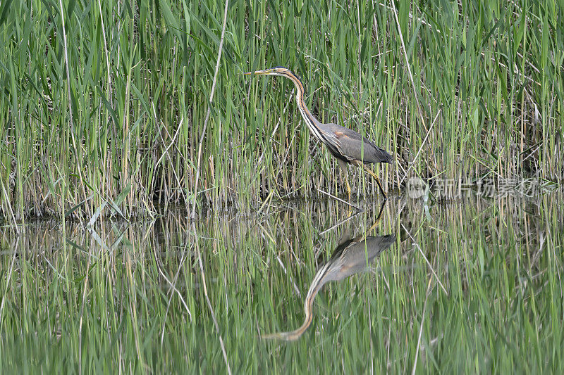 紫鹭(Ardea purpurea)